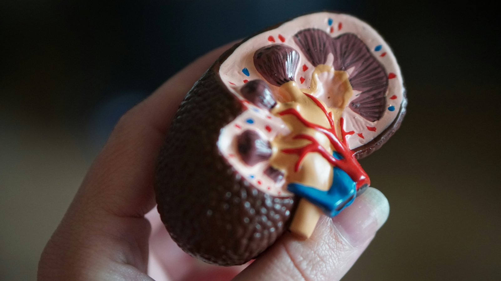Liver and kidney function laboratory testing